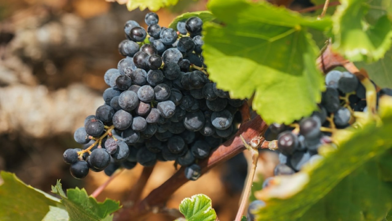 Criada associação para promover os vinhos da uva Monastrell