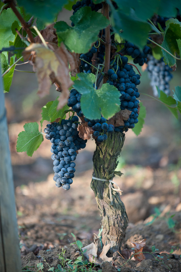 cabernet franc