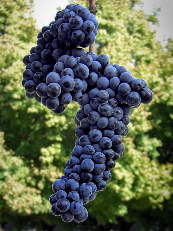 como-a-syrah-se-tornou-uma-das-uvas-mais-c-lebres-do-mundo