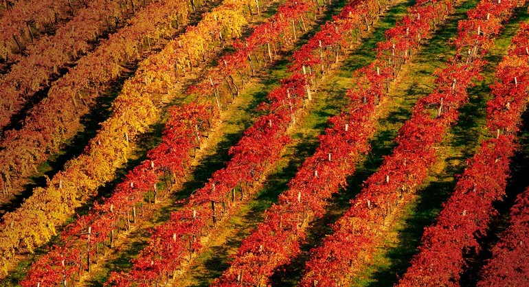 No outono, vinhedos de Lambrusco adquirem uma linda cor vermelha