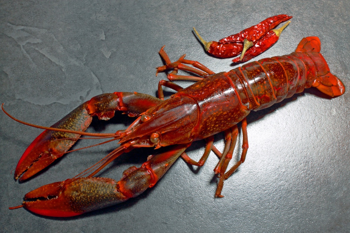 gambero rosso