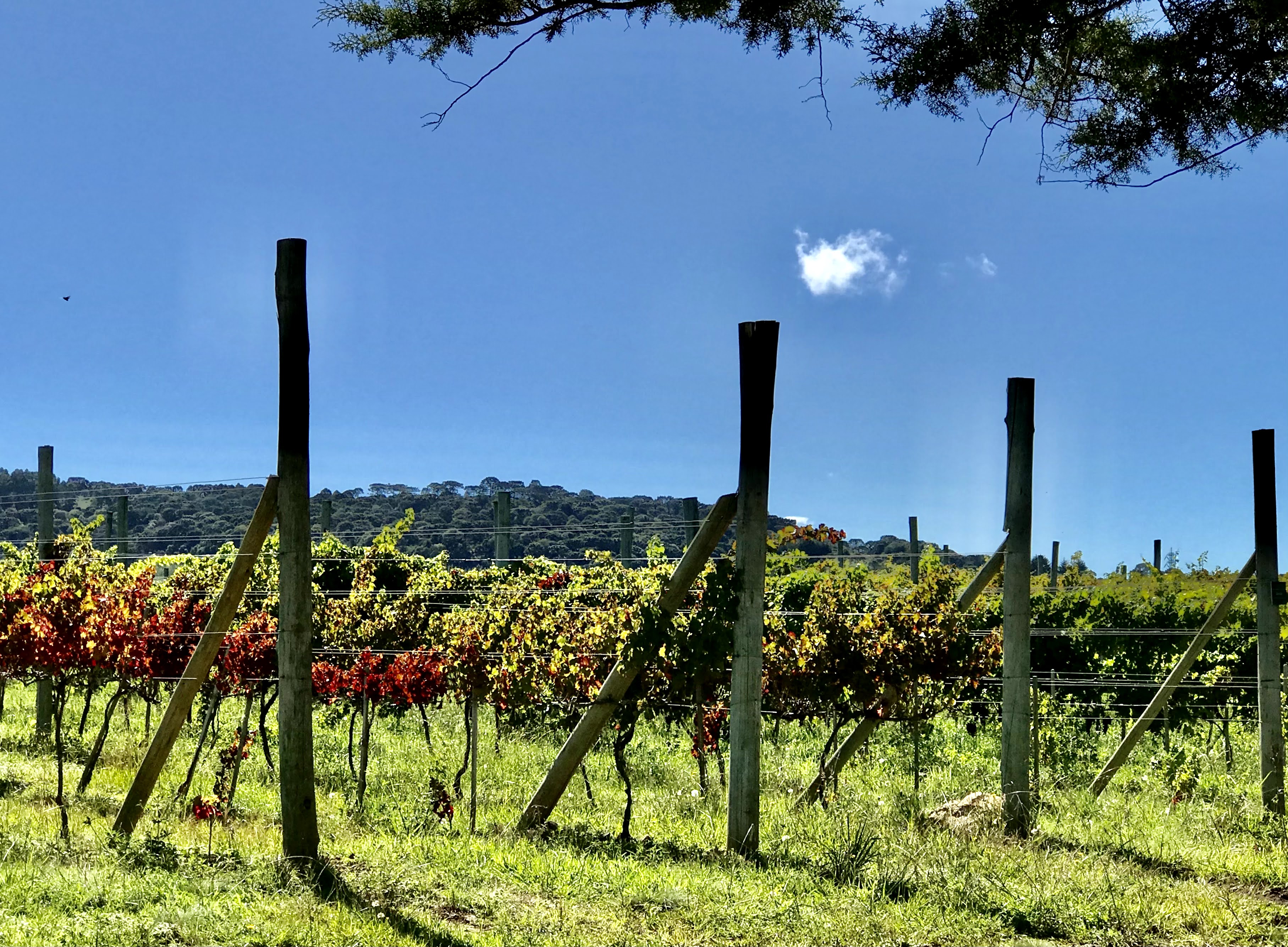 Serra Catarinense