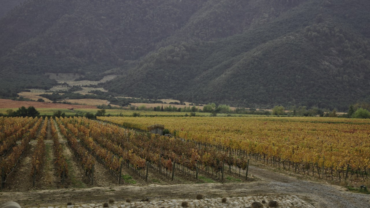 Noelia Orts, enóloga da Emiliana, conta como é gerir o maior vinhedo orgânico do mundo