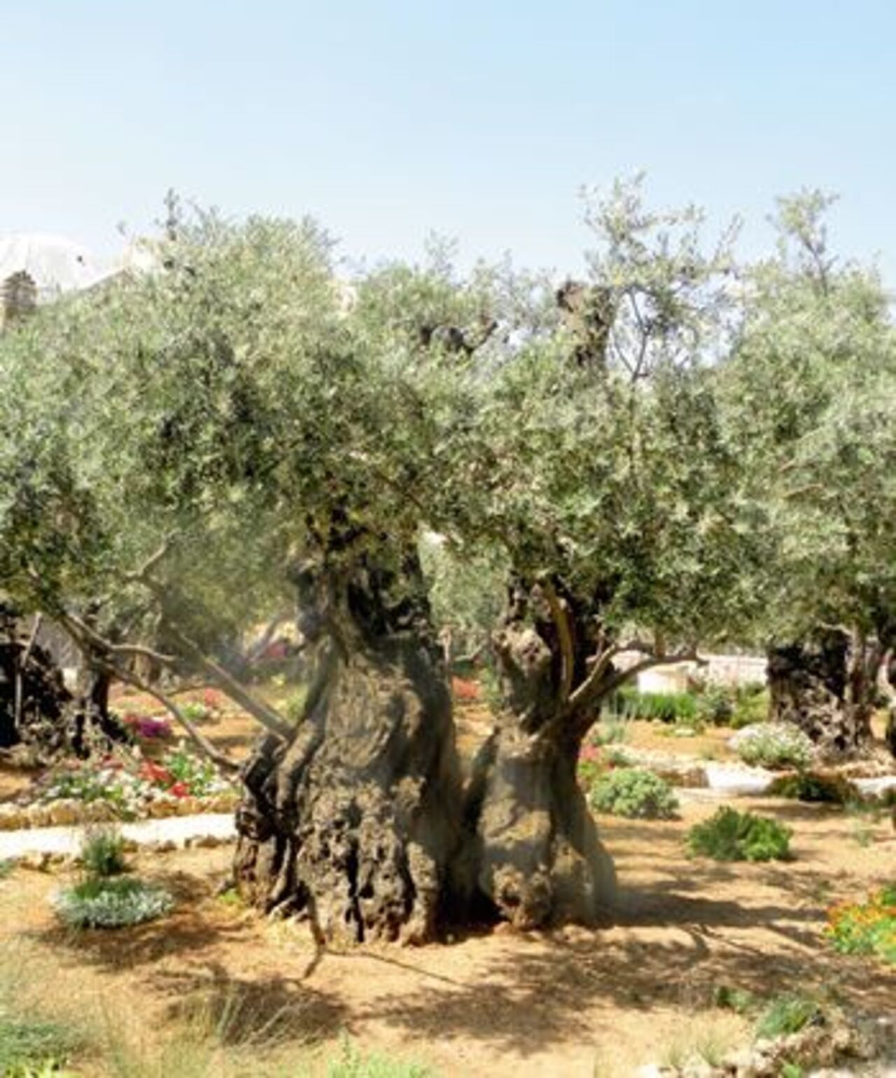 oliveiras-sagradas-a-historia-do-azeite-de-israel