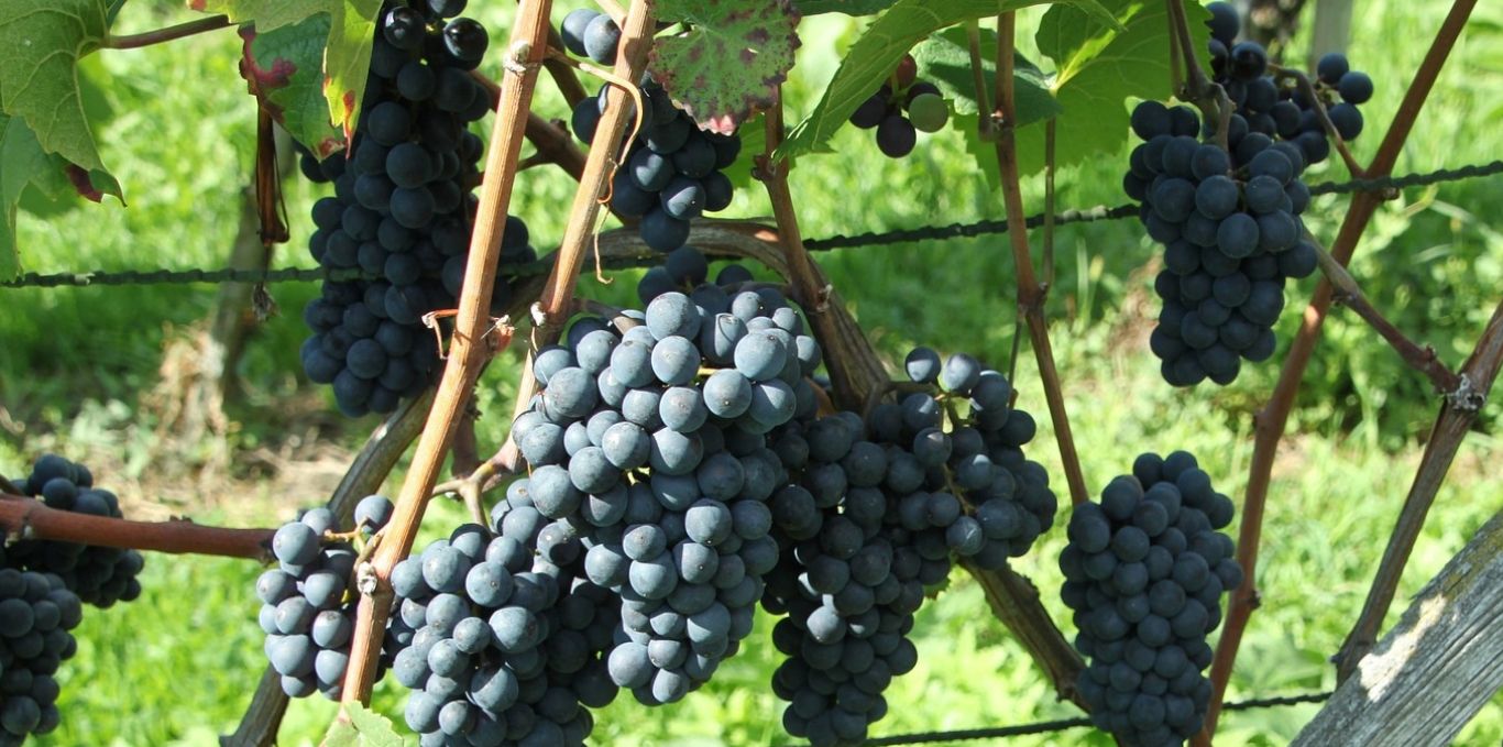 Pinot Noir