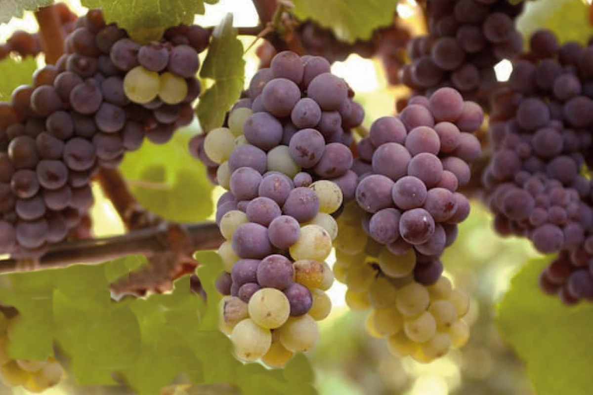 Pinot Gris e Pinot Grigio: entenda as diferenças