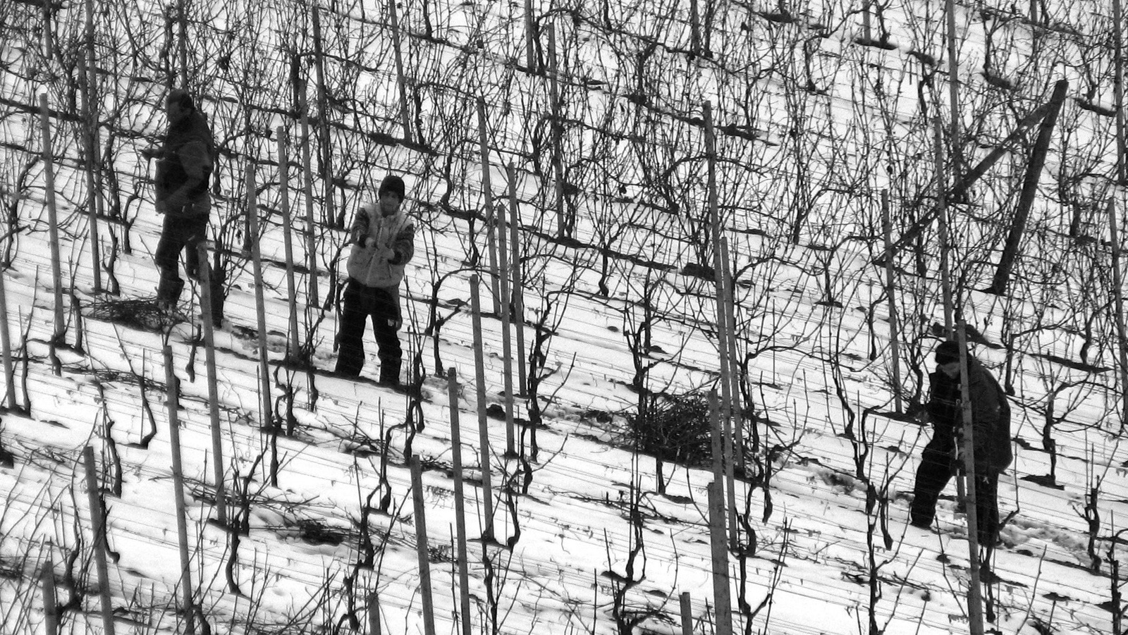 plantação de uvas no frio