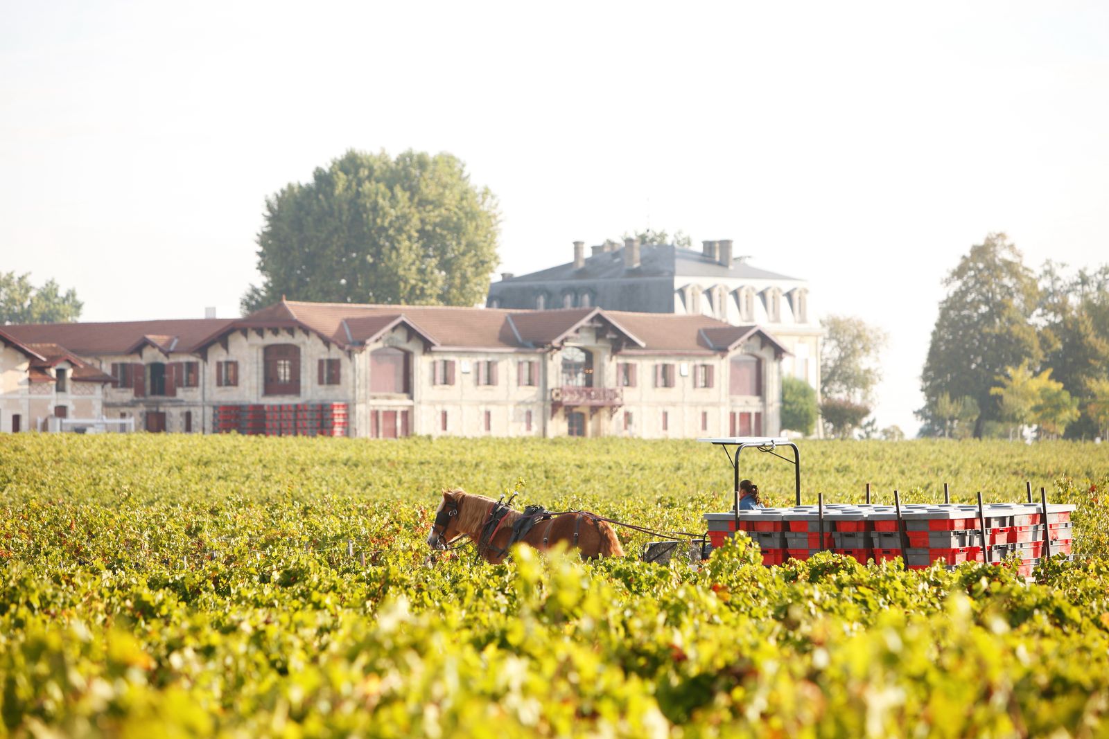 pontet canet