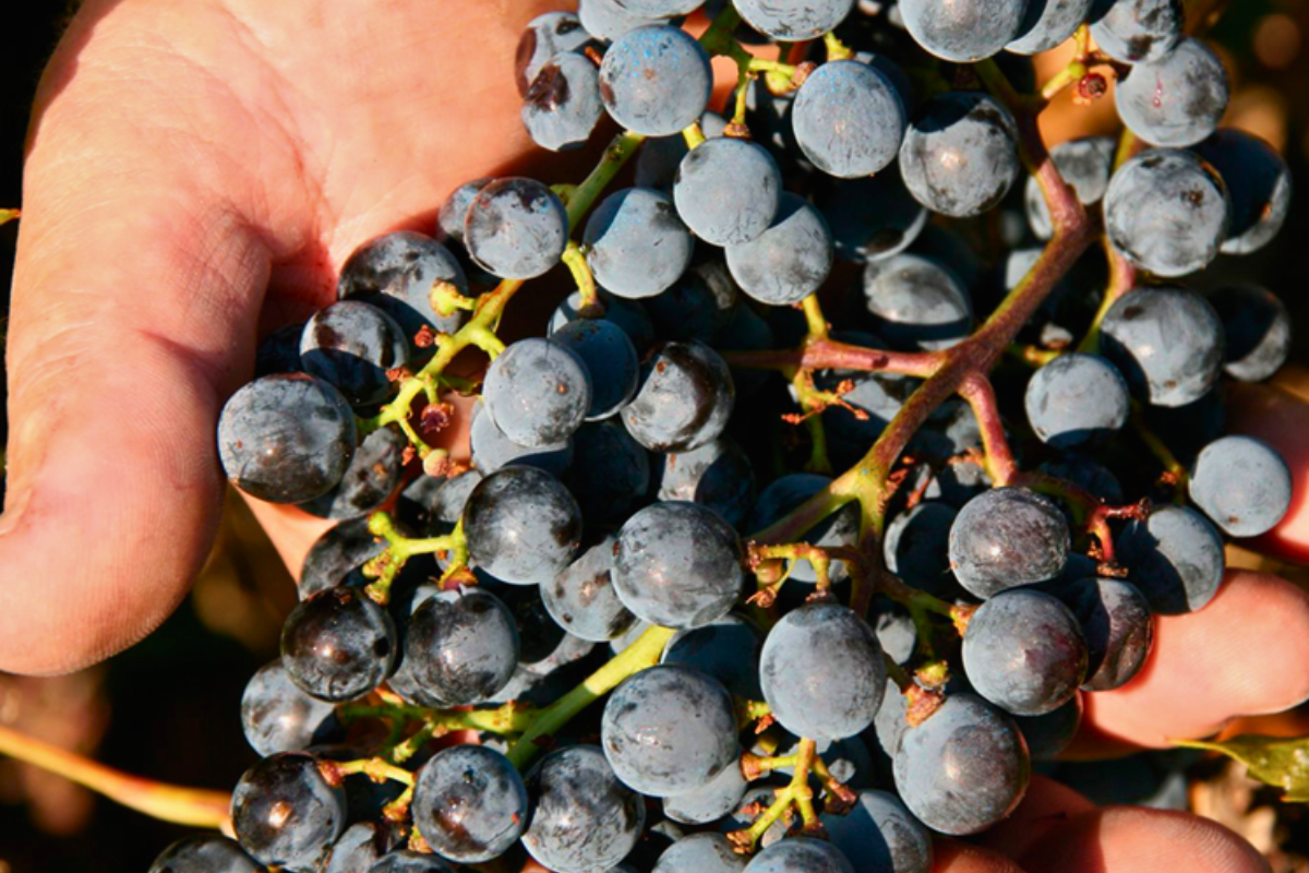 uva de priorat