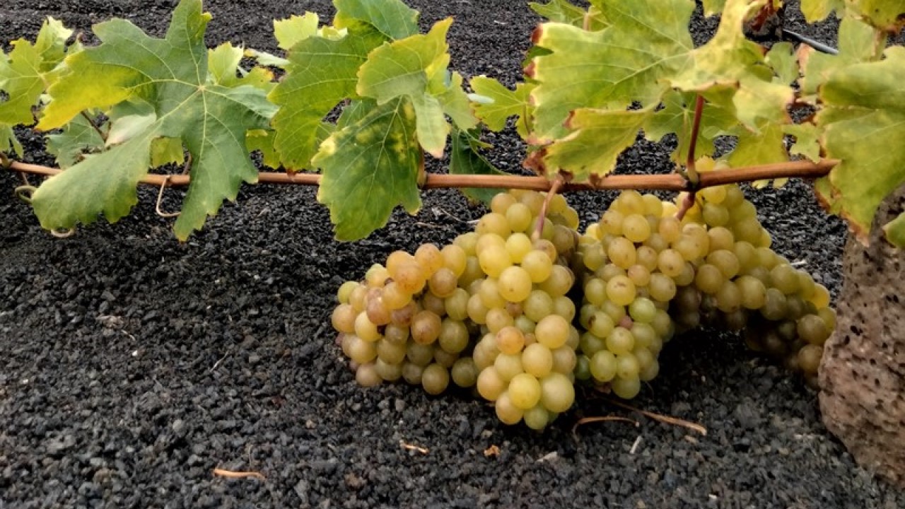 A Bodega El Grifo possui uma variedade de uva singular, a Malvasía Volcânica