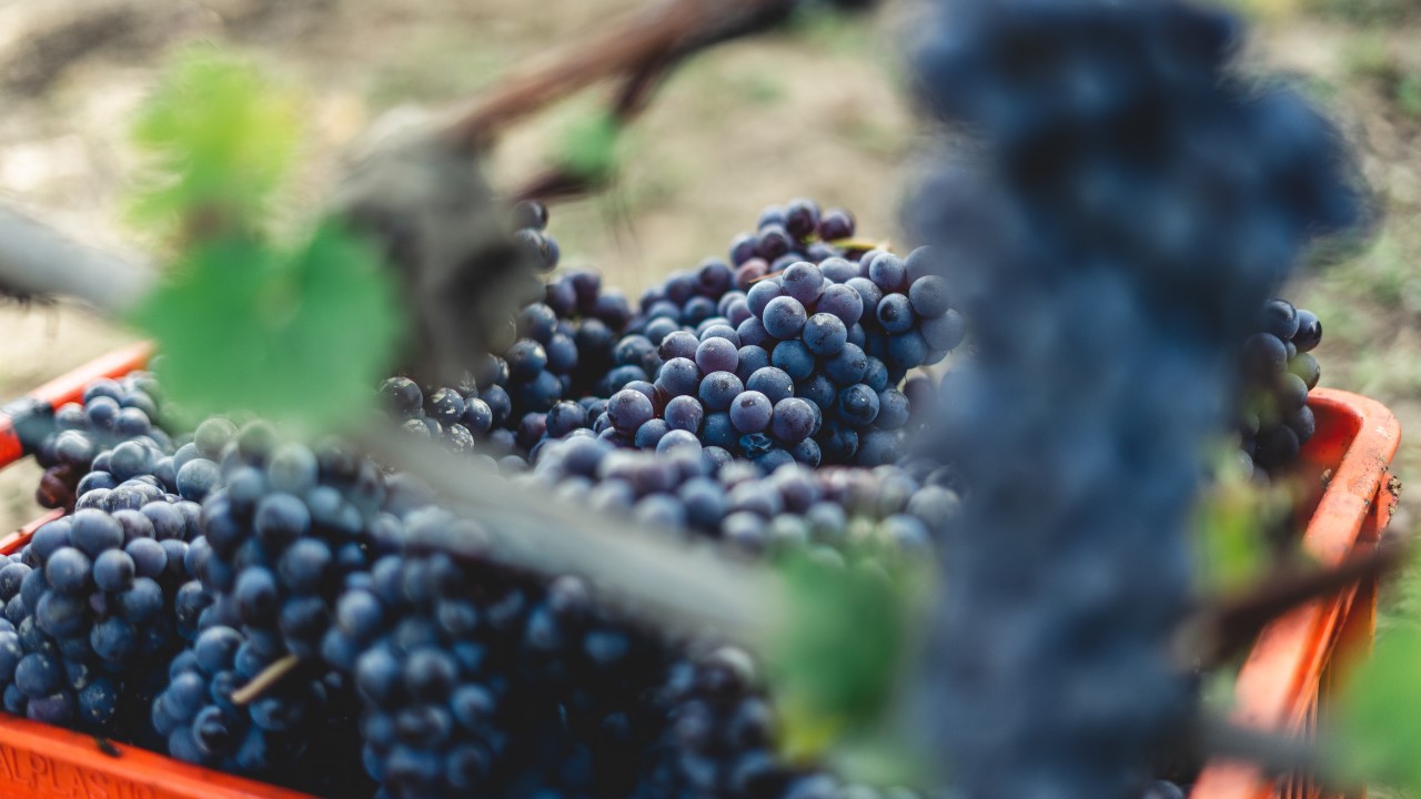 quantas-uvas-sao-necessarias-para-produzir-uma-garrafa-de-vinho