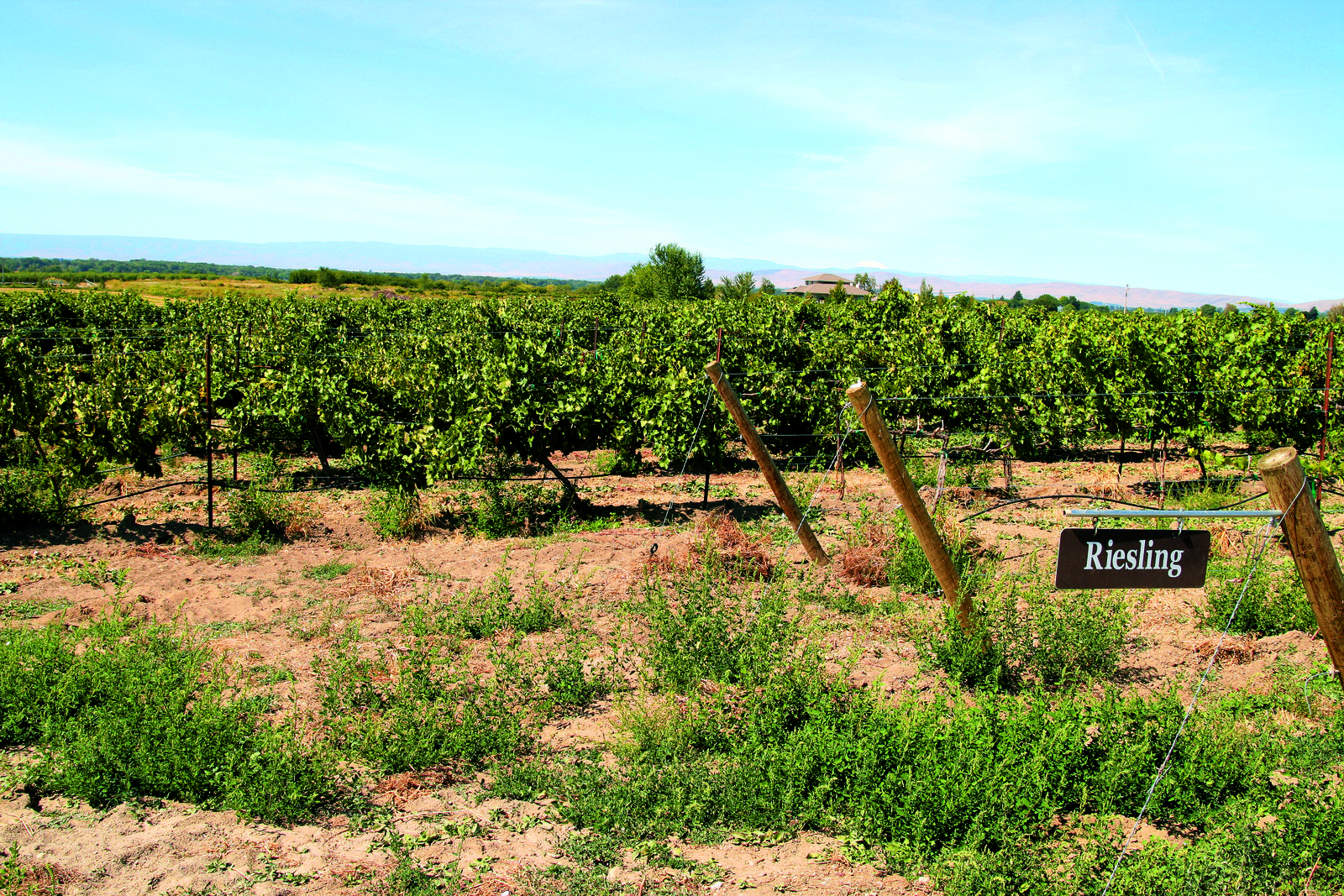 Riesling é a grande referência dos vinhos alemães