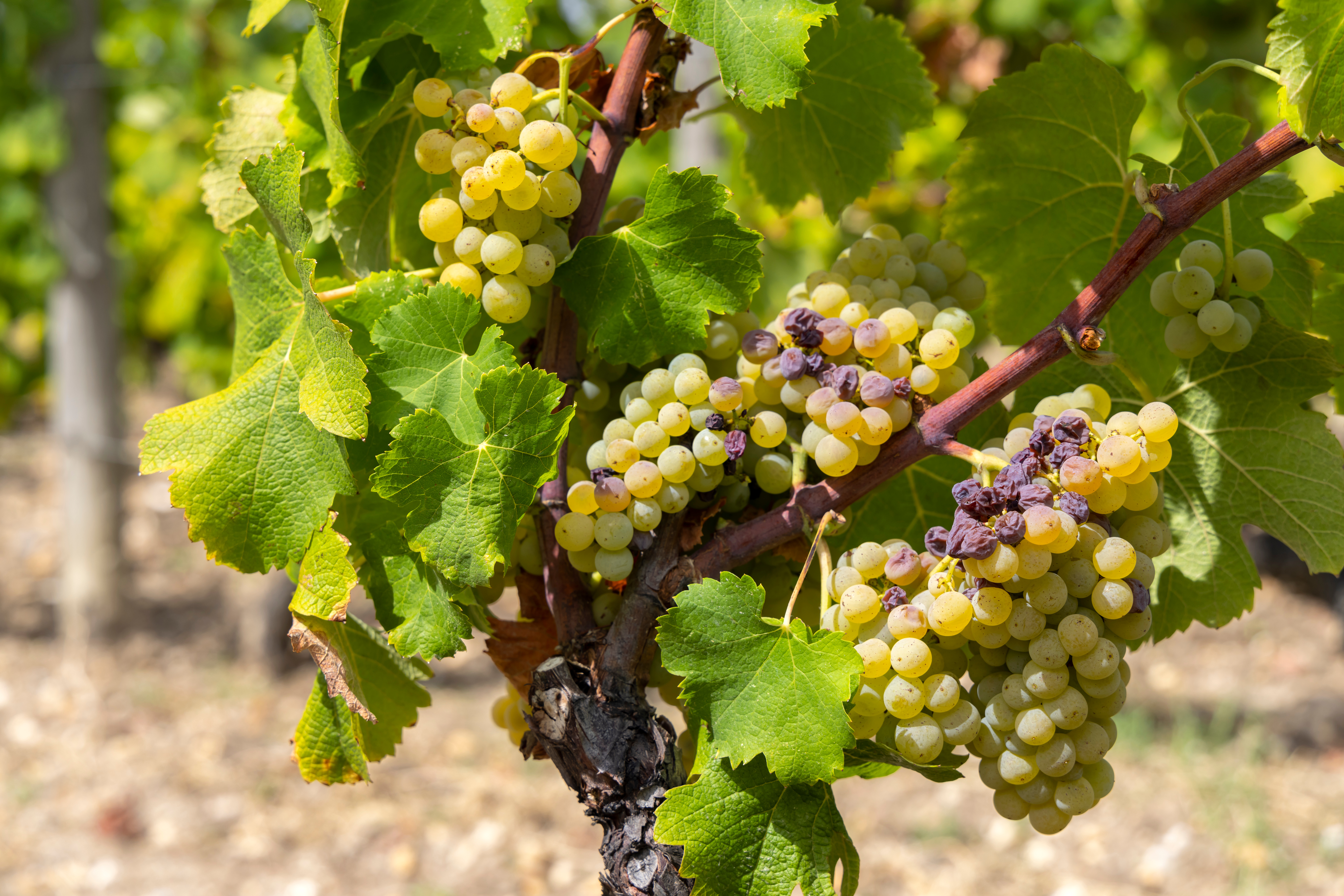 Sauternes 2025 reforça sequência histórica de grandes safras em Bordeaux