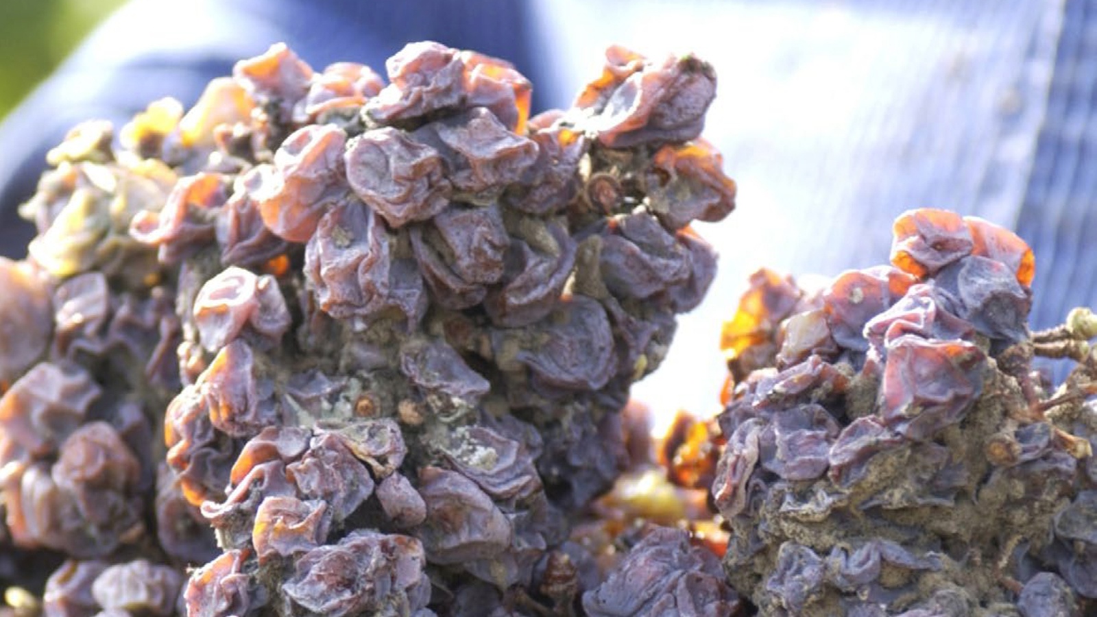 trockenbeerenauslese