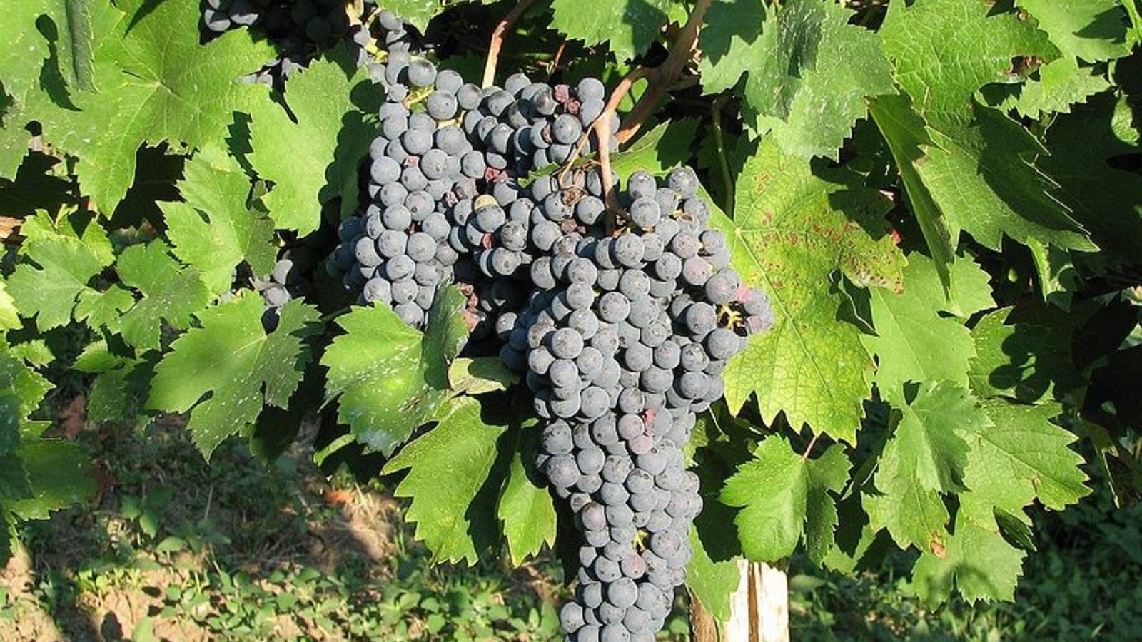 A uva bonarda pode resultar em bons vinhos