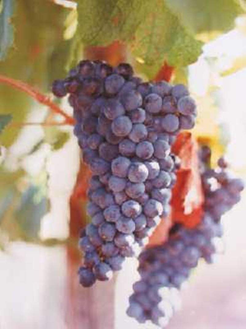 uva tannat