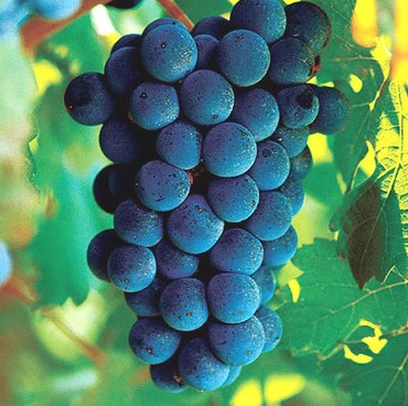 Polifenol extraído da semente das uvas pode ajudar a reduzir sintoma causado pelo processo de quimioterapia