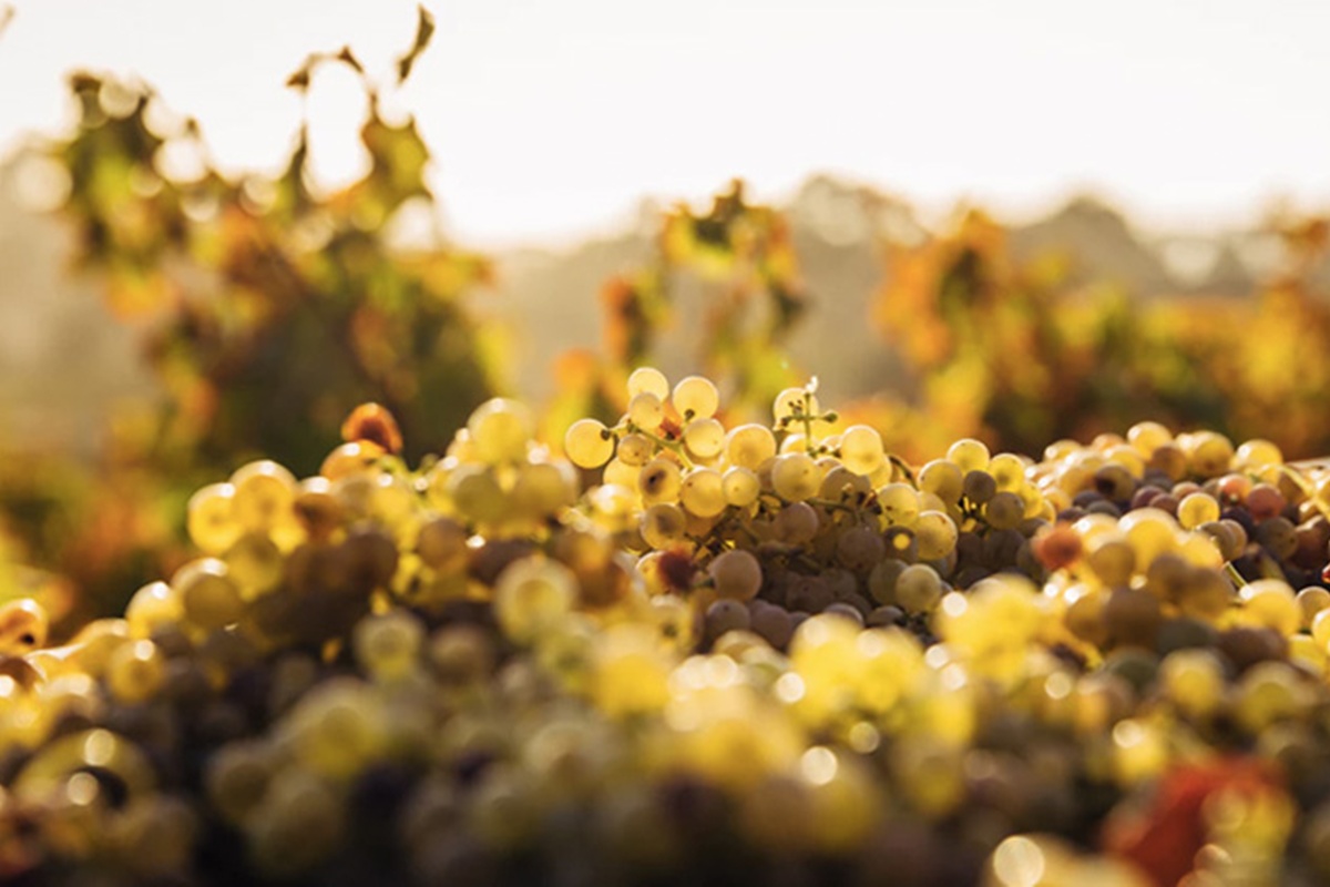 uvas brancas