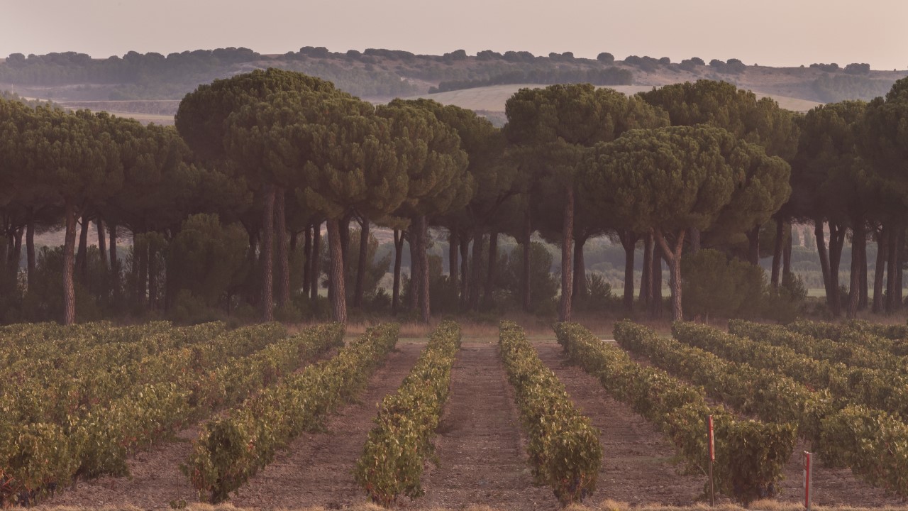 vega-sicilia-ignacio-de-saralegui-revela-as-buscas-para-elaborar-mais-grandes-vinhos