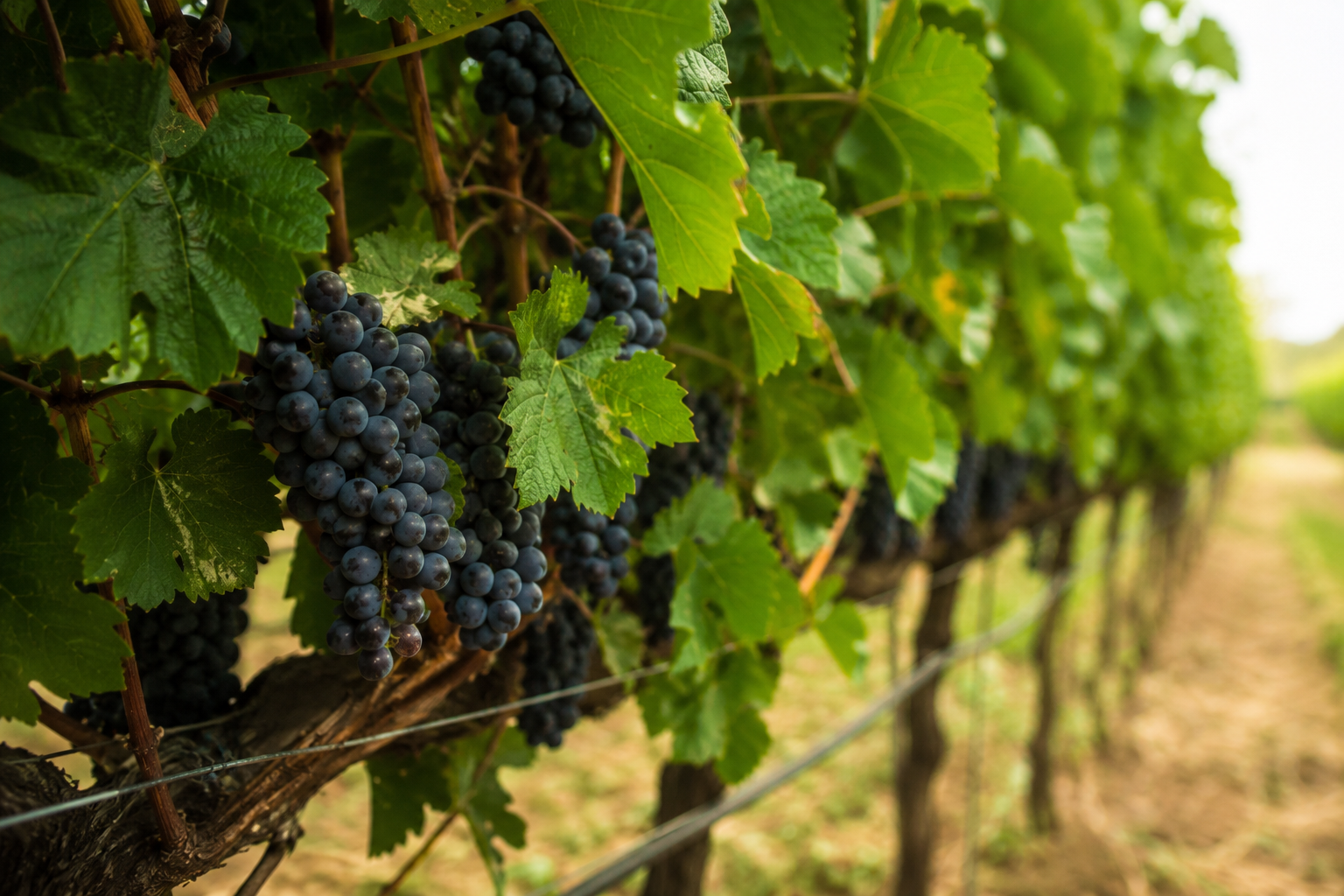 Produção de uvas para vinho cai 25% no Oregon