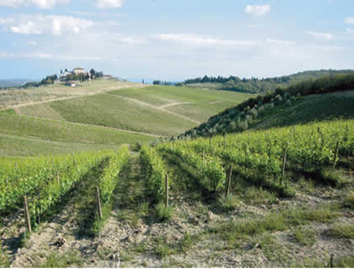 vinhedo na toscana