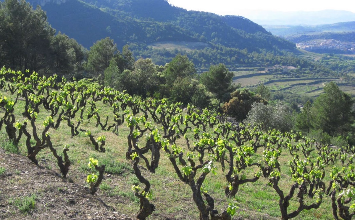 vinhos da hungria