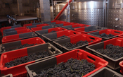 Governo de Mendoza na Argentina estabelece piso para o preço das uvas