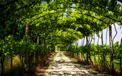 Alvarinho ou Albariño: o que você precisa saber sobre a uva branca mais famosa da península ibérica 