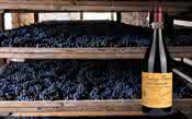 Grandes vinhos: belo Amarone della Valpolicella só é produzido em anos excepcionais 