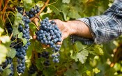 Relatório mostra forte aumento na conversão dos vinicultores bordaleses    