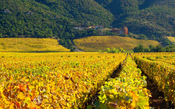 Clos Apalta ganha independência ao estilo de Bordeaux em 45 hectares no Chile