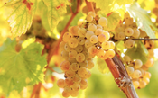 Os poderes da Riesling, a uva alemã que faz espumantes, vinhos secos e doces de alta categoria
