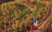 Vinhos do Chile: “para nós, o futuro são os orgânicos e os naturais” 