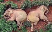 #tbt: Elefantes encontram barricas de vinho e caem bêbados de felicidade