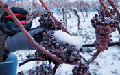 Você já bebeu o vinho do gelo, feito a partir de uvas colhidas a -10º C?