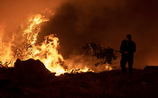 Incêndios florestais colocam produtores em alerta na Europa