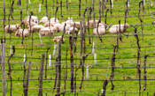 Itália aprova certificado de sustentabilidade para a cadeia produtiva do vinho 