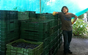 Pesquisa chilena encontra 26 novas variedades de uvas no sul do Chile
