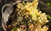 Safra garantida: Jerez apresenta qualidade na colheita de uvas em 2021
