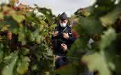 Na França, ladrões escolhem como alvo vinhos ícones de Bordeaux 