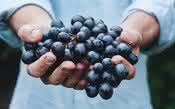 Semana da Malbec: como a uva nasceu francesa e se tornou argentina?  