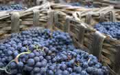 Nebbiolo, a famosa uva do Piemonte e seus outros nomes