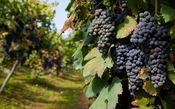 Como harmonizar a Nebbiolo, a uva de grandes vinhos italianos