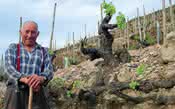 Os encantos dos vinhos da Galícia