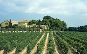 DO Penedès faz agressiva mudança e mira se tornar uma das grandes regiões vitivinícolas espanholas