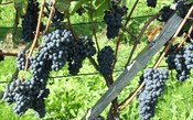 Pinot Noir: a uva que faz sucesso na Borgonha e fora dela