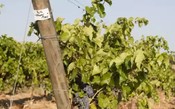 União Europeia aprova a utilização de variedades híbridas em vinhos de denominação protegida
