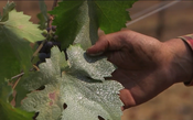 A nova arma a favor do seu vinho é o protetor solar de argila, entenda a nova invenção de Napa Valley