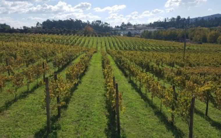 Portugueses buscam reinventar o Vinho Verde tinto