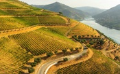 Quinta dos Murças tem vinhedos inclinados de produção 100% orgânica